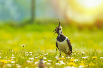 Northern lapwing Vanellus vanellus small juvenile chick exploring a meadow