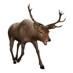 3D Rendering Male Deer on White