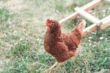 The hen