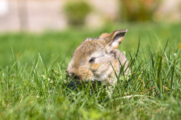 Naklejka na ściany i meble Beautiful cute rabbit on a green summer meadow. Hare walking on nature in the grass. Stock photo with domestic fish