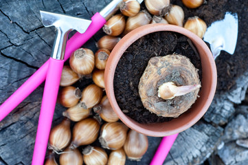 Flower bulbs on wooden background. Bulbs snowdrops. Narcissus. Tulips.
