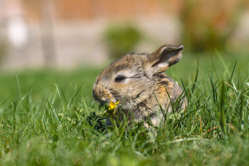 Beautiful cute rabbit on a green summer meadow. Hare walking on nature in the grass. Stock photo with domestic fish