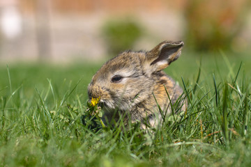 Beautiful cute rabbit on a green summer meadow. Hare walking on nature in the grass. Stock photo with domestic fish