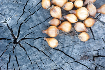 Flower bulbs on wooden background. Bulbs snowdrops. Narcissus. Tulips.