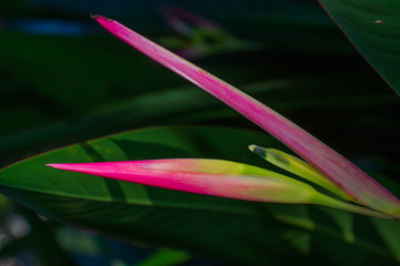 red flower in Thailand