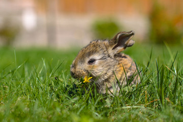 Beautiful cute rabbit on a green summer meadow. Hare walking on nature in the grass. Stock photo with domestic fish