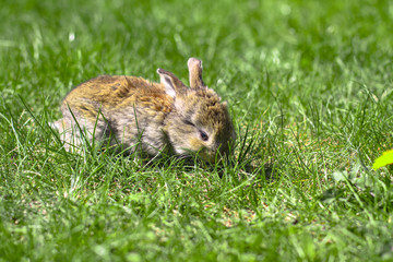 Beautiful cute rabbit on a green summer meadow. Hare walking on nature in the grass. Stock photo with domestic fish