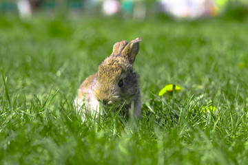 Beautiful cute rabbit on a green summer meadow. Hare walking on nature in the grass. Stock photo with domestic fish