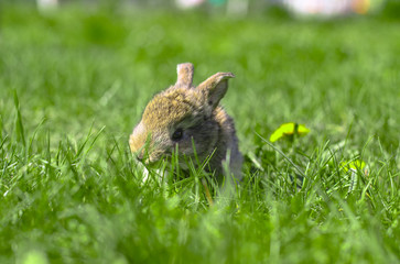 Beautiful cute rabbit on a green summer meadow. Hare walking on nature in the grass. Stock photo with domestic fish