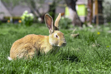 Fototapeta premium Beautiful cute rabbit on a green summer meadow. Hare walking on nature in the grass. Stock photo with domestic fish