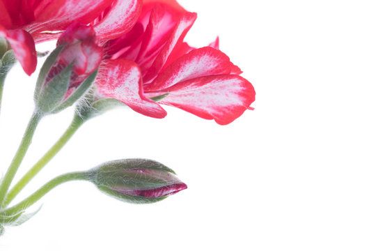 Geranio rojo sobre fondo blanco