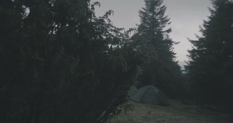 Green coniferous trees in the Carpathian Mountains in autumn in slow motion.