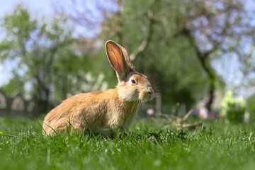 Beautiful cute rabbit on a green summer meadow. Hare walking on nature in the grass. Stock photo with domestic fish