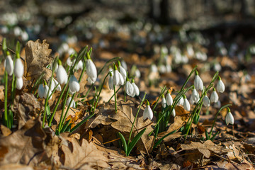 Snowdrops