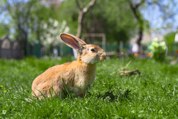 Beautiful cute rabbit on a green summer meadow. Hare walking on nature in the grass. Stock photo with domestic fish