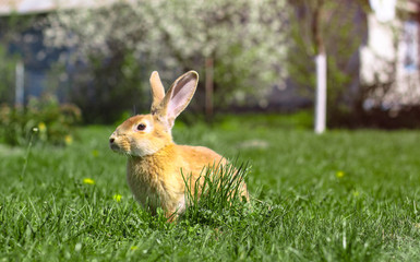 Beautiful cute rabbit on a green summer meadow. Hare walking on nature in the grass. Stock photo with domestic fish