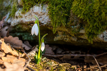 Snowdrops