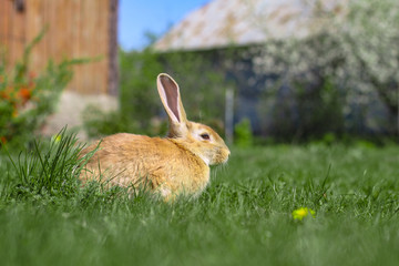 Beautiful cute rabbit on a green summer meadow. Hare walking on nature in the grass. Stock photo with domestic fish