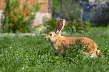 Beautiful cute rabbit on a green summer meadow. Hare walking on nature in the grass. Stock photo with domestic fish