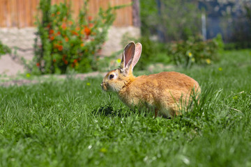 Fototapeta premium Beautiful cute rabbit on a green summer meadow. Hare walking on nature in the grass. Stock photo with domestic fish