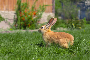 Beautiful cute rabbit on a green summer meadow. Hare walking on nature in the grass. Stock photo with domestic fish