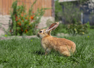 Beautiful cute rabbit on a green summer meadow. Hare walking on nature in the grass. Stock photo with domestic fish
