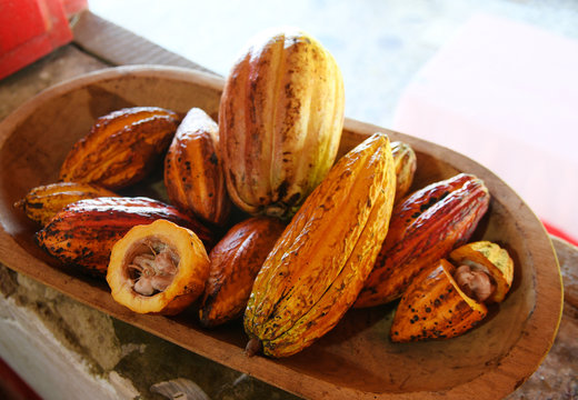 Chocolate Cocoapods, Minca, Colombia, South America