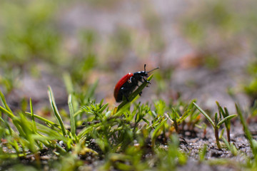 Little beetle on a plant. Makre filming the natural landscape.