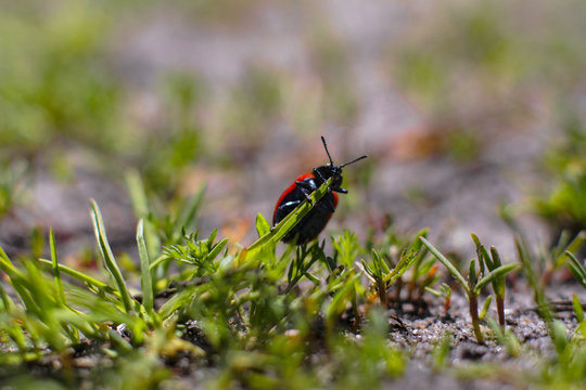 Little beetle on a plant. Makre filming the natural landscape.