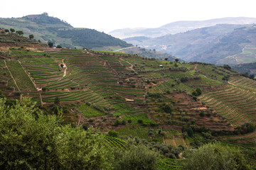 Fototapeta premium Vineyards are on a hills in Douro Valley, Portugal.