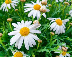 Obraz premium beautiful daisy flowers with their white petals con the yellow eye at the garden on a green grass background