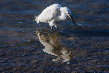 Little Egret feeding on estuary