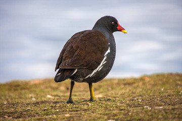 moorhen on beach