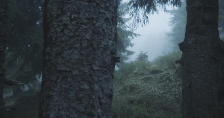 Huge spruce trees and a grassy lawn between them in the Carpathians in slo-mo