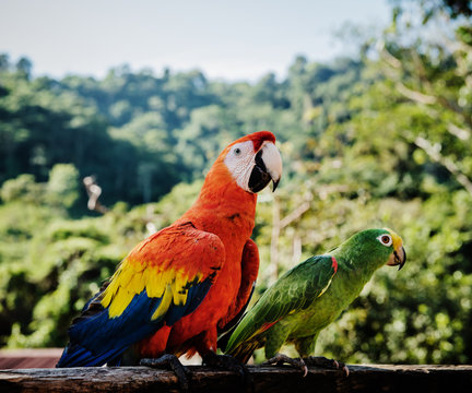Parrot and Parakeet in the Sierra Nevada Mountains, Colombia