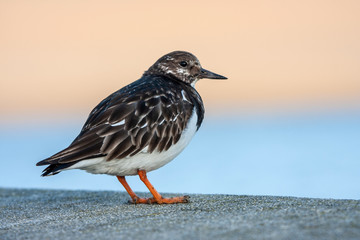 Turnstone at coast in winter