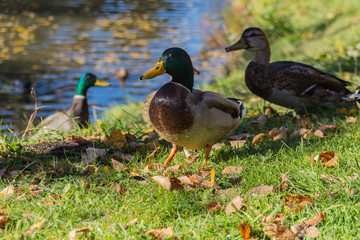 Naklejka na ściany i meble The Mallard ducks in the park