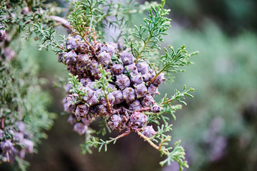 Spring flowers in the park