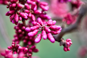 Spring flowers in the park