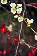 Spring flowers in the park