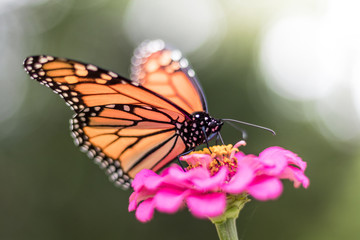 Monarch Butterfly, Danaus plexippuson, on pink zinnia flower, selective focus