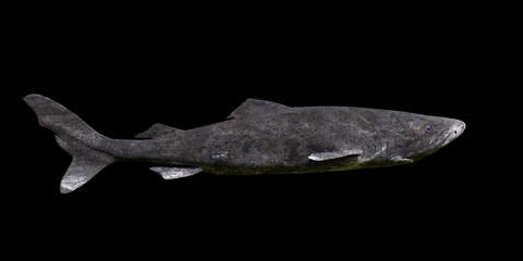 Greenland shark isolated on black background, Somniosus microcephalus side view