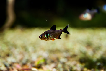 Hyphessobrycon eques