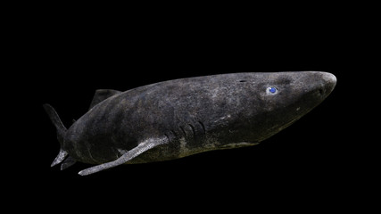 Greenland shark swimming, Somniosus microcephalus isolated on black background