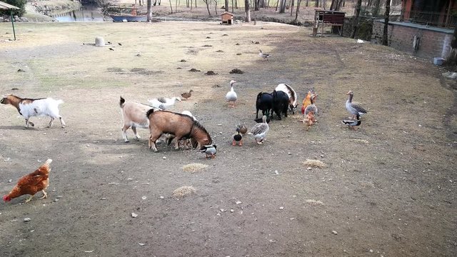 animali da fattoria che mangiano, capre, polli , anatre e papere