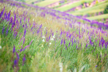 Obraz premium salvia growing in a field