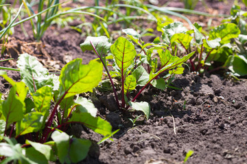 beets growing in the garden