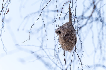 European penduline tit nest