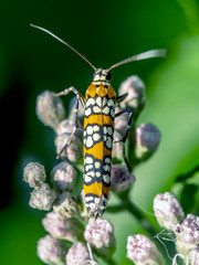 ailanthus webworm, Atteva aurea,