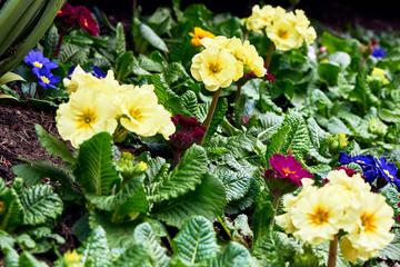 Spring flowers in the park